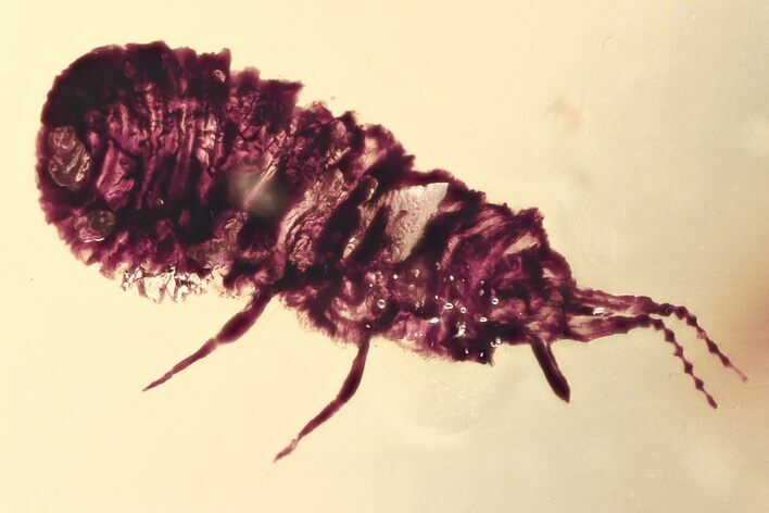 Fossil Wingless Scale Insect (Coccoidea) in Baltic Amber #335774